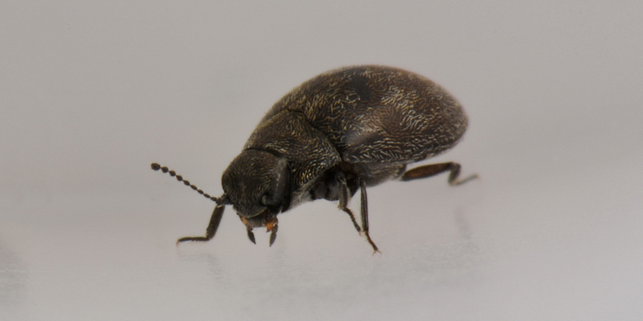 Limnichidae: Pelochares versicolor?  S !